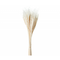 Сухоцвет Пшеница 50шт/пач БЕЛЫЙ