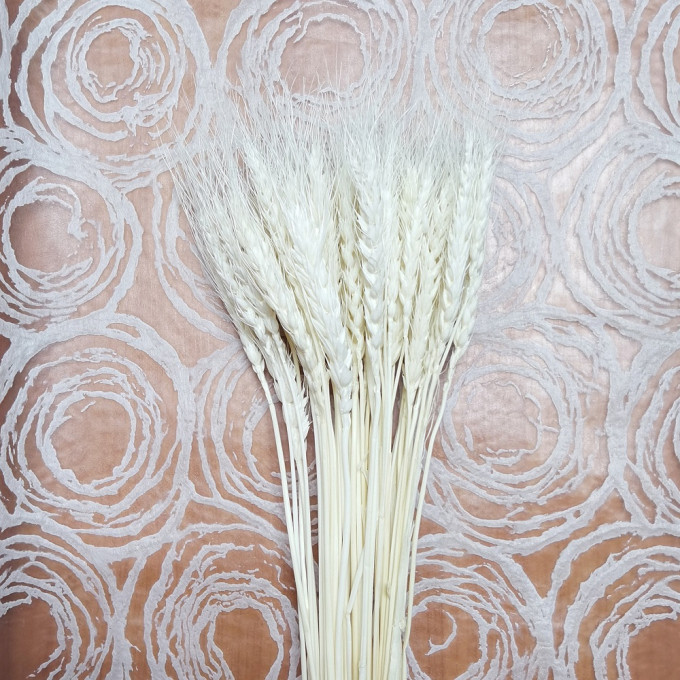 Сухоцвет Пшеница 50шт/пач БЕЛЫЙ