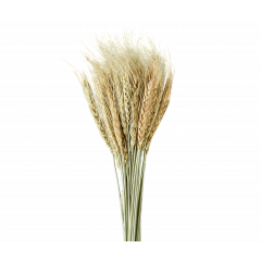 Сухоцвет Пшеница 50шт/пач НАТУРАЛЬНЫЙ