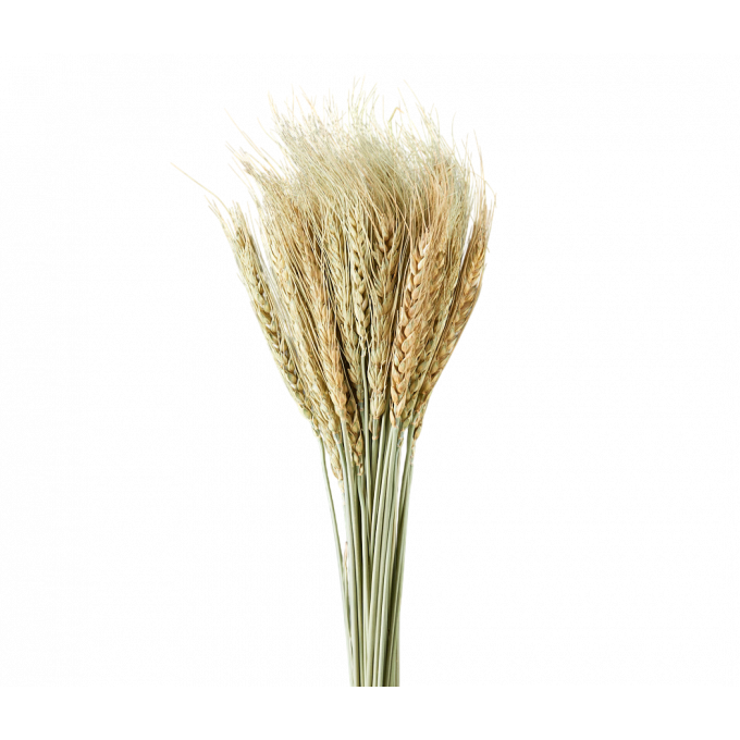 Сухоцвет Пшеница 50шт/пач НАТУРАЛЬНЫЙ