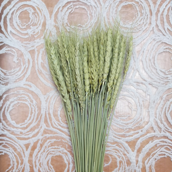 Сухоцвет Пшеница 50шт/пач НАТУРАЛЬНЫЙ