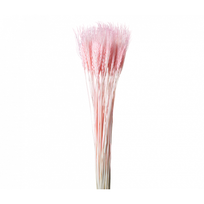 Сухоцвет Пшеница 50шт/пач РОЗОВЫЙ