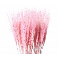 Сухоцвет Пшеница 50шт/пач РОЗОВЫЙ