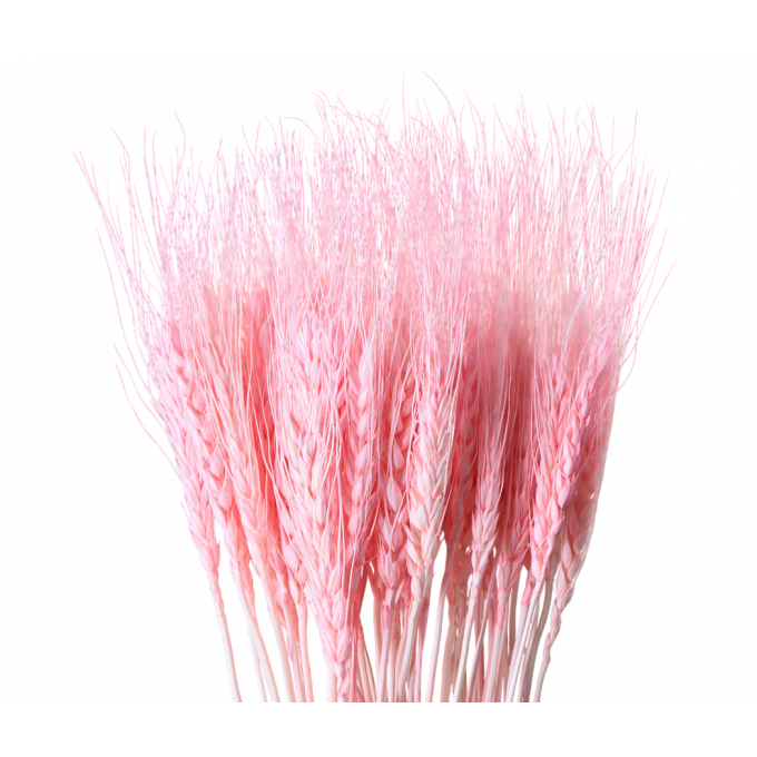 Сухоцвет Пшеница 50шт/пач РОЗОВЫЙ