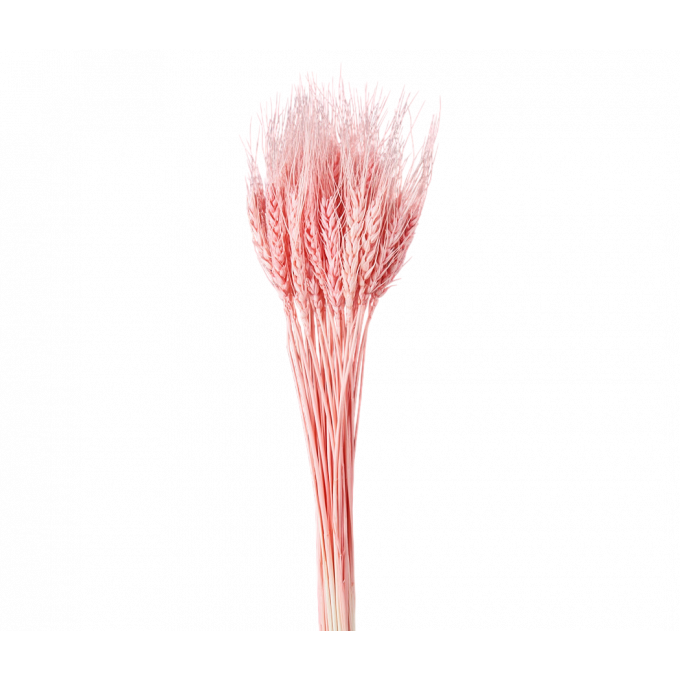 Сухоцвет Пшеница 50шт/пач СВЕТЛО-РОЗОВЫЙ