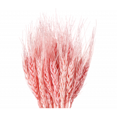 Сухоцвет Пшеница 50шт/пач СВЕТЛО-РОЗОВЫЙ