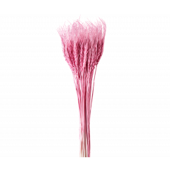 Сухоцвет Пшеница 50шт/пач ПУДРОВО-РОЗОВЫЙ