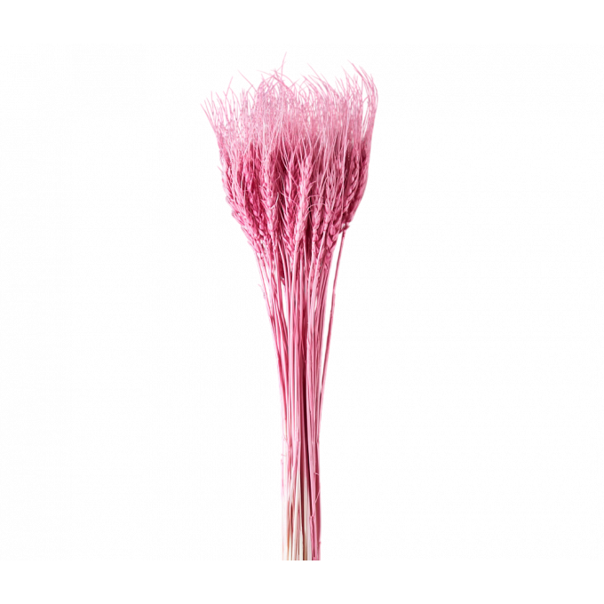 Сухоцвет Пшеница 50шт/пач ПУДРОВО-РОЗОВЫЙ