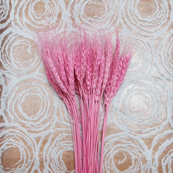 Сухоцвет Пшеница 50шт/пач ПУДРОВО-РОЗОВЫЙ