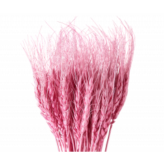 Сухоцвет Пшеница 50шт/пач ПУДРОВО-РОЗОВЫЙ