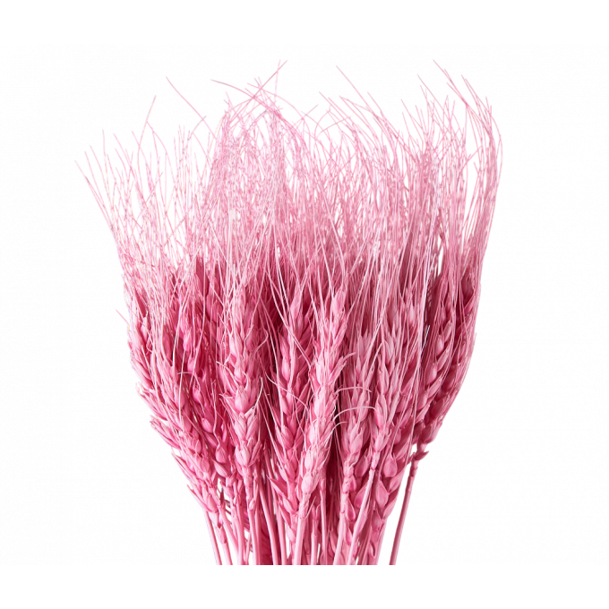 Сухоцвет Пшеница 50шт/пач ПУДРОВО-РОЗОВЫЙ