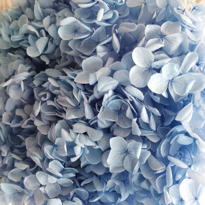 Сухоцвет Гортензия НЕБЕСНО-ГОЛУБОЙ 1 шт