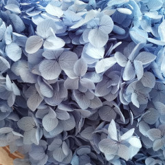 Сухоцвет Гортензия ВАСИЛЬКОВЫЙ 1 шт