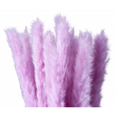 Сухоцвет Камыш 8шт/упак СВЕТЛО-ЛИЛОВЫЙ