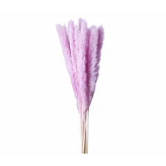 Сухоцвет Камыш 8шт/упак СВЕТЛО-ЛИЛОВЫЙ