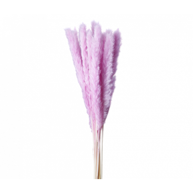 Сухоцвет Камыш 8шт/упак СВЕТЛО-ЛИЛОВЫЙ