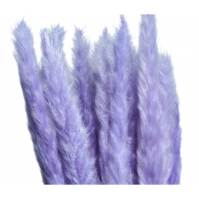 Сухоцвет Камыш 8шт/упак СВЕТЛО-СИРЕНЕВЫЙ