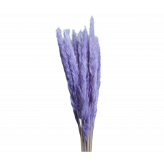 Сухоцвет Камыш 8шт/упак СВЕТЛО-СИРЕНЕВЫЙ