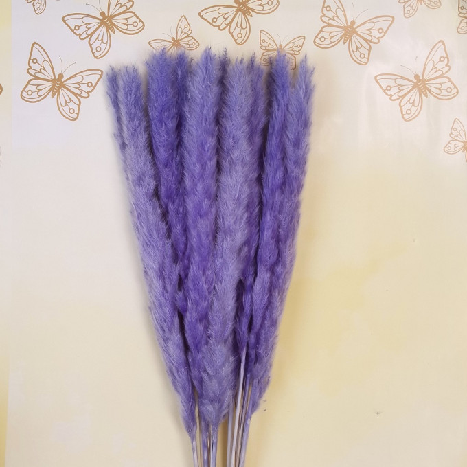 Сухоцвет Камыш 8шт/упак СВЕТЛО-СИРЕНЕВЫЙ