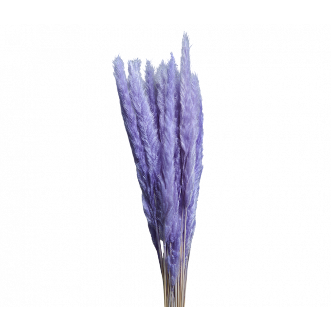 Сухоцвет Камыш 8шт/упак СВЕТЛО-СИРЕНЕВЫЙ