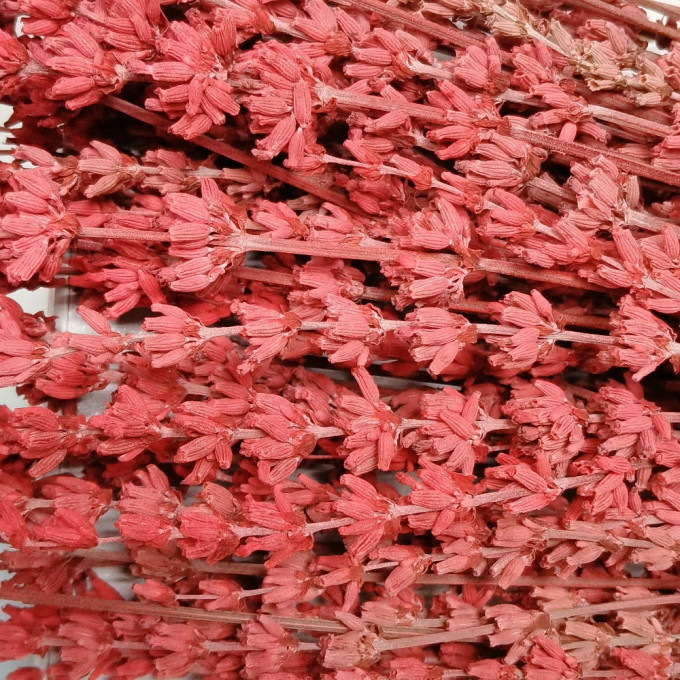 Сухоцвет Лаванда БОРДОВЫЙ 70 гр