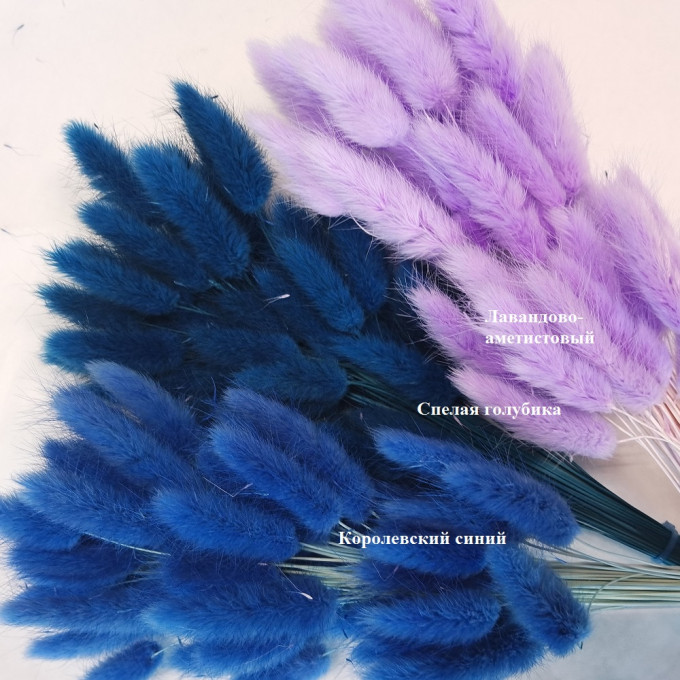 Сухоцвет Лагурус 60шт/пач КОРОЛЕВСКИЙ СИНИЙ