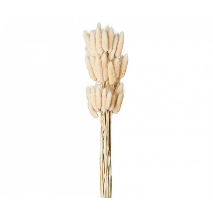 Сухоцвет Лагурус 60шт/пач СВЕТЛО-НАТУРАЛЬНЫЙ
