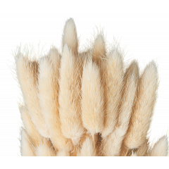 Сухоцвет Лагурус 60шт/пач СВЕТЛО-НАТУРАЛЬНЫЙ
