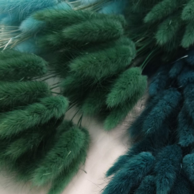 Сухоцвет Лагурус 60шт/пач ТЕМНО-ЗЕЛЕНЫЙ