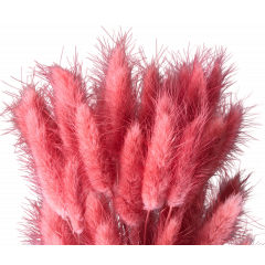 Сухоцвет Лагурус 60шт/пач ЧАЙНАЯ РОЗА