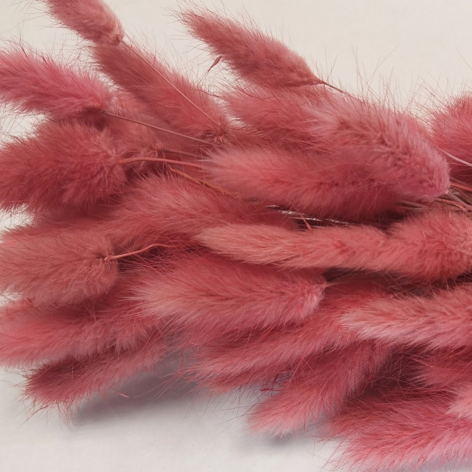 Сухоцвет Лагурус 60шт/пач ЧАЙНАЯ РОЗА