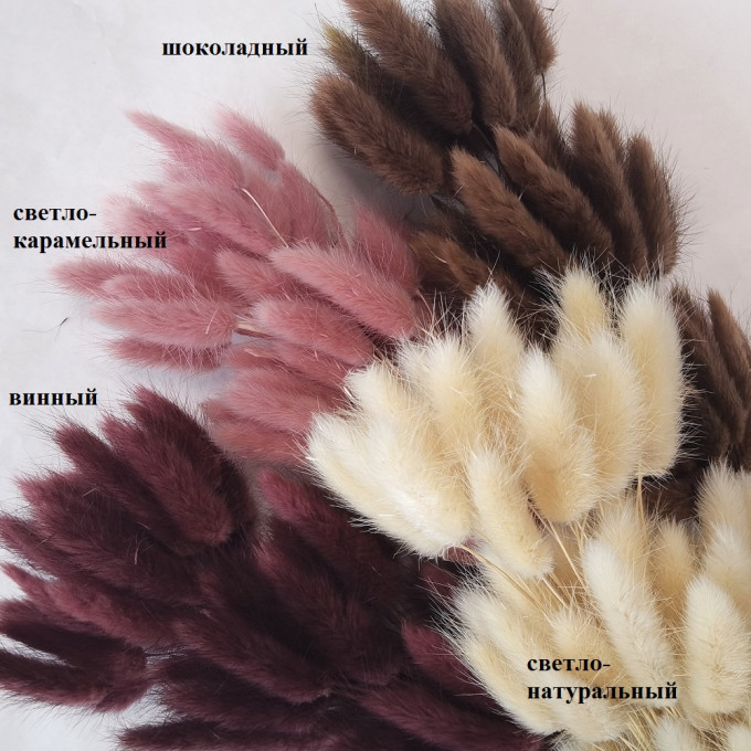 Сухоцвет Лагурус 60шт/пач ШОКОЛАДНЫЙ