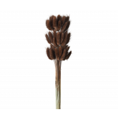 Сухоцвет Лагурус 60шт/пач ШОКОЛАДНЫЙ