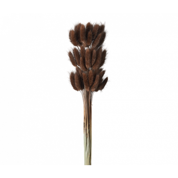 Сухоцвет Лагурус 60шт/пач ШОКОЛАДНЫЙ