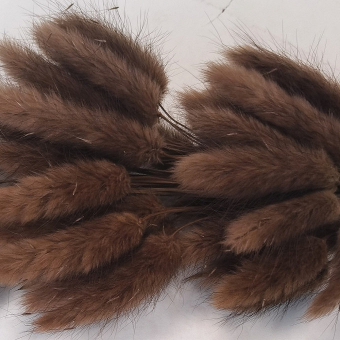 Сухоцвет Лагурус 60шт/пач ШОКОЛАДНЫЙ