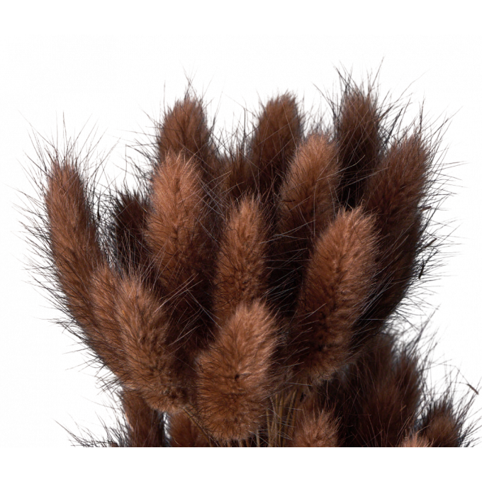 Сухоцвет Лагурус 60шт/пач ШОКОЛАДНЫЙ