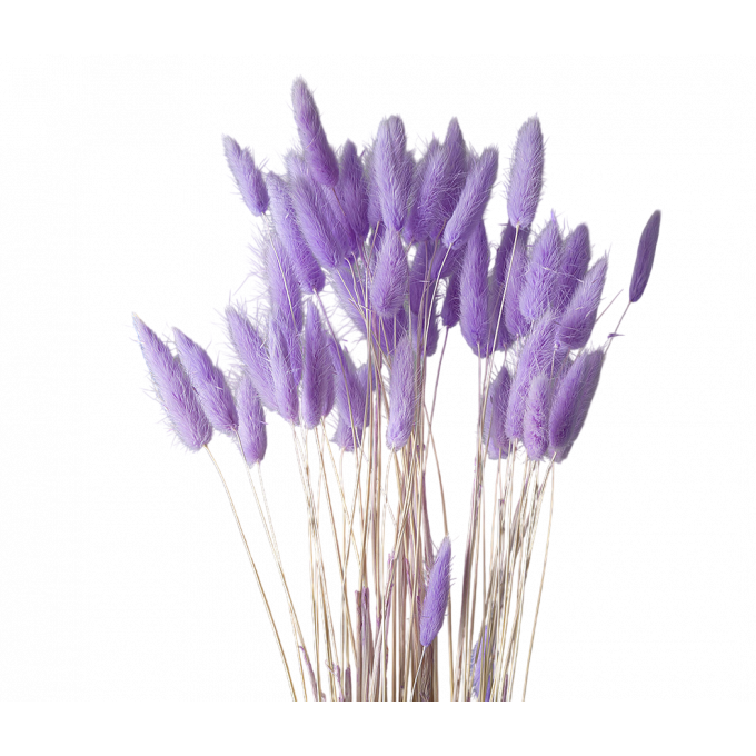 Сухоцвет Лагурус 60шт/пач ЛАВАНДОВО-АМЕТИСТОВЫЙ