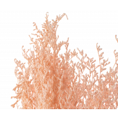 Сухоцвет Лимониум 100гр СВЕТЛО-РОЗОВЫЙ