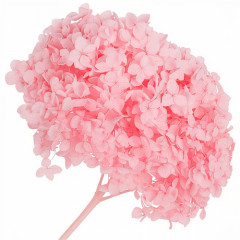 Сухоцвет Гортензия ПУДРОВЫЙ