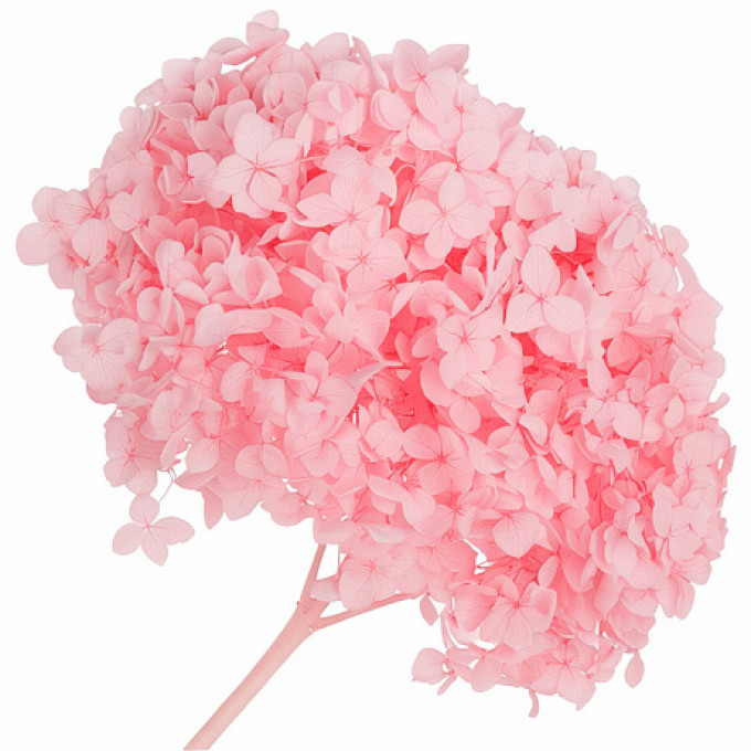 Сухоцвет Гортензия ПУДРОВЫЙ