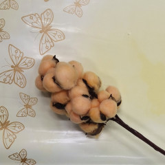 Сухоцвет Хлопок 10шт в 1 букете ОРАНЖЕВЫЙ