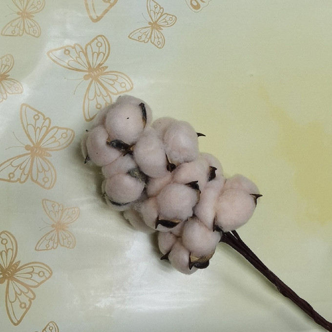 Сухоцвет Хлопок 10шт в 1 букете ПУДРОВЫЙ