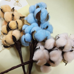 Сухоцвет  Хлопок 10шт в 1 букете ЯРКО-ГОЛУБОЙ