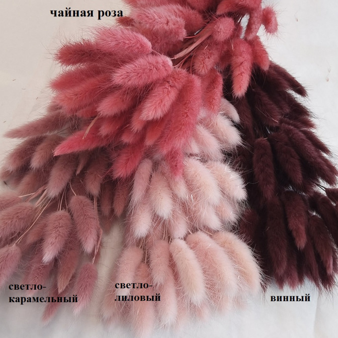 Сухоцвет Лагурус 60шт/пач ВИННЫЙ