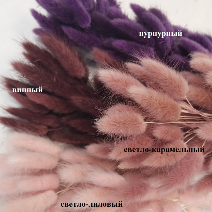 Сухоцвет Лагурус 60шт/пач ВИННЫЙ