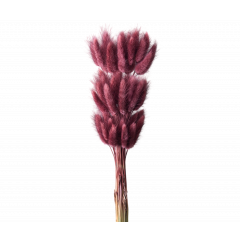 Сухоцвет Лагурус 60шт/пач ВИННЫЙ