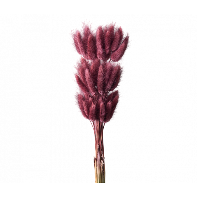 Сухоцвет Лагурус 60шт/пач ВИННЫЙ