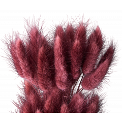 Сухоцвет Лагурус 60шт/пач ВИННЫЙ