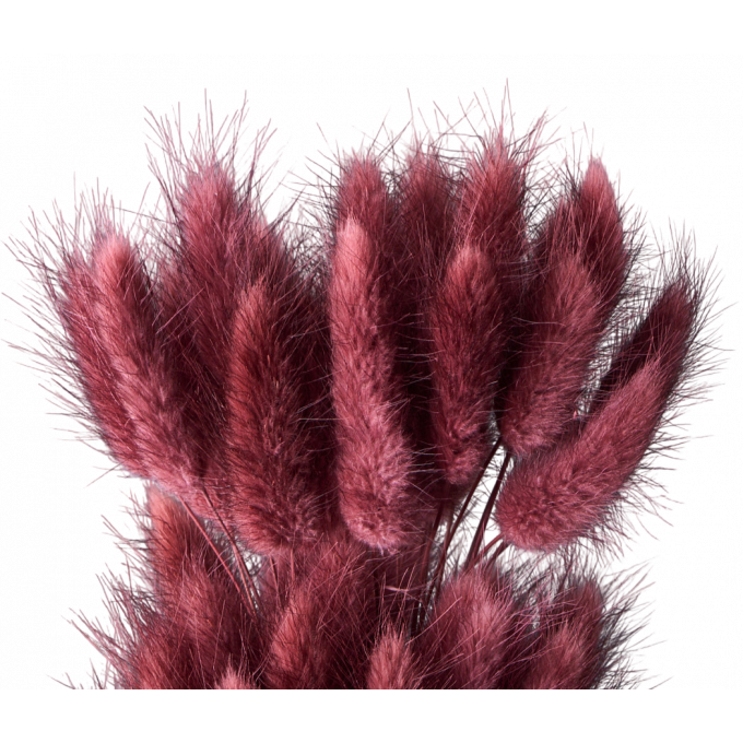 Сухоцвет Лагурус 60шт/пач ВИННЫЙ