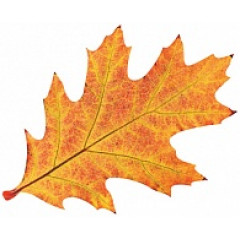 Украшение на скотче Осенний лист
